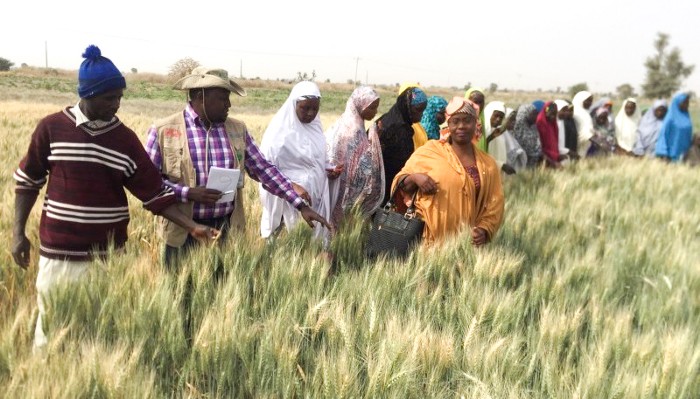 Farmers in a field studying wheat