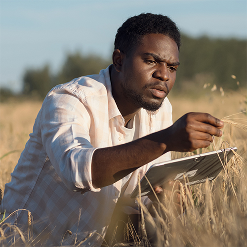 man in a field doing research on crops